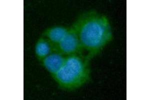 ICC/IF analysis of GNMT in HepG2 cells line, stained with DAPI (Blue) for nucleus staining and monoclonal anti-human GNMT antibody (1:100) with goat anti-mouse IgG-Alexa fluor 488 conjugate (Green).