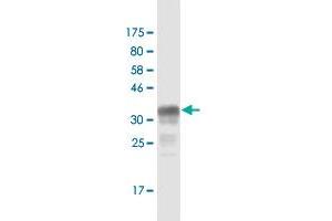 Western Blot detection against Immunogen (37.