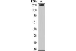 Western blot analysis of Myomegalin expression in mouse skeletal muscle (A) whole cell lysates.