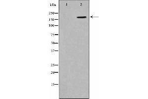 Western blot analysis on HepG2 cell lysate using Phospho-CD227/MUC1(Tyr1229) Antibody.