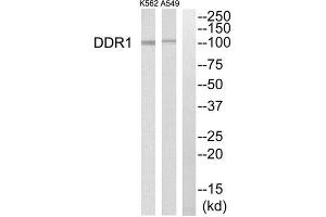 Western blot analysis of extracts from K562 cells and A549 cells, using DDR1 antibody. (DDR1 anticorps  (Internal Region))