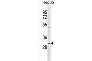 PRR23A Antibody (N-term) (ABIN1539181 and ABIN2850412) western blot analysis in HepG2 cell line lysates (35 μg/lane). (PRR23A anticorps  (N-Term))