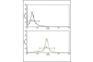 Flow cytometric analysis of HeLa cells using PAX6 antibody (bottom histogram) compared to a negative control (top histogram).