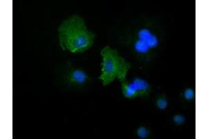 Anti-KRT19 mouse monoclonal antibody (ABIN2452318) immunofluorescent staining of COS7 cells transiently transfected by pCMV6-ENTRY KRT19 (RC209707). (Cytokeratin 19 anticorps  (AA 240-390))