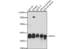 Western blot analysis of extracts of various cell lines, using LEFTY1 antibody (ABIN7268206) at 1:1000 dilution. (LEFTY1 anticorps  (AA 77-366))
