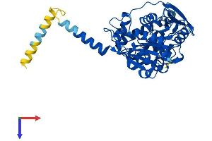 AlphaFold protein structure predicition of Mouse Recombinant Abhd3 Protein, UniprotID Q91ZH7