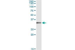 Immunoprecipitation of CD80 transfected lysate using anti-CD80 monoclonal antibody and Protein A Magnetic Bead , and immunoblotted with CD80 MaxPab rabbit polyclonal antibody.