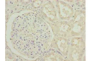 Immunohistochemistry of paraffin-embedded human kidney tissue using ABIN7162915 at dilution of 1:100 (Periostin anticorps  (AA 24-836))