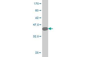 Western Blot detection against Immunogen (40.