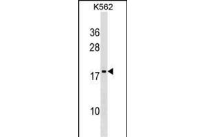 DR1 Antibody (Center) (ABIN1538651 and ABIN2849359) western blot analysis in K562 cell line lysates (35 μg/lane). (DR1 anticorps  (AA 83-112))