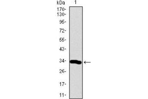 Western Blotting (WB) image for anti-Neuronal Differentiation 1 (NEUROD1) (AA 26-91) antibody (ABIN1846032) (NEUROD1 anticorps  (AA 26-91))