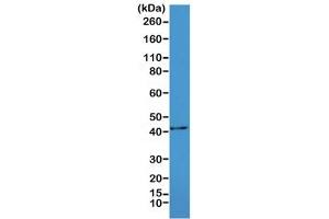 Western blot testing of mouse heart lysate with recombinant ACTA2 antibody at 1:1000.