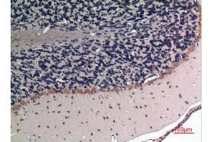 Immunohistochemistry (IHC) analysis of paraffin-embedded Rat Brain, antibody was diluted at 1:100. (Apelin anticorps  (C-Term))