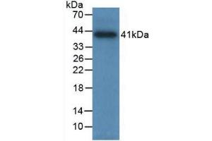 Western Blot; Sample: Recombinant TPS, Human. (TPSAB1 anticorps  (AA 161-262))