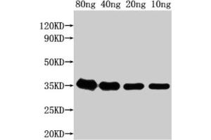 Western Blot Positive WB detected in Recombinant protein All lanes: grxD antibody at 1:2000 Secondary Goat polyclonal to rabbit IgG at 1/50000 dilution Predicted band size: 37 kDa Observed band size: 35 kDa (GrxD (AA 24-115) anticorps)