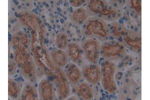 IHC-P analysis of Rat Kidney Tissue, with DAB staining. (CUBN anticorps  (AA 3511-3623))