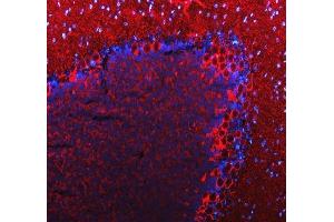 IF analysis of SLC6A1 using anti-SLC6A1 antibody (ABIN5518957). (SLC6A1 anticorps  (N-Term))
