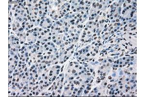 Image no. 3 for anti-Mitogen-Activated Protein Kinase 1 (MAPK1) antibody (ABIN1499291) (ERK2 anticorps)