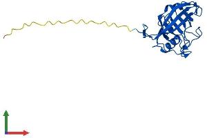 AlphaFold protein structure predicition of Mouse Recombinant Ppic Protein, UniprotID P30412
