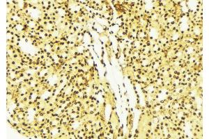ABIN6274256 at 1/100 staining Mouse liver tissue by IHC-P. (FRK anticorps  (Internal Region))