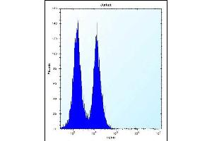 ICOS Antibody (C-term) (ABIN390089 and ABIN2840606) flow cytometric analysis of Jurkat cells (right histogram) compared to a negative control cell (left histogram). (ICOS anticorps  (C-Term))