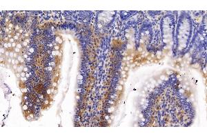 Detection of CYP1A1 in Rat Colon Tissue using Polyclonal Antibody to Cytochrome P450 1A1 (CYP1A1) (CYP1A1 anticorps  (AA 251-521))