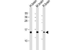 All lanes : Anti-NRGN Antibody (C-term) at 1:2000 dilution Lane 1: human brain lysates Lane 2: mouse brain lysates Lane 3: rat brain lysates Lysates/proteins at 20 μg per lane. (Neurogranin anticorps  (C-Term))