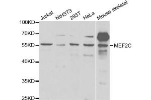 Western blot analysis of extracts of various cell lines, using MEF2C antibody. (MEF2C anticorps)