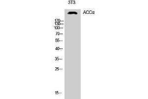 Western Blotting (WB) image for anti-Acetyl-CoA Carboxylase alpha (ACACA) (Ser1213) antibody (ABIN3183141)