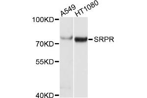 Western blot analysis of extracts of various cell lines, using SRPR antibody.