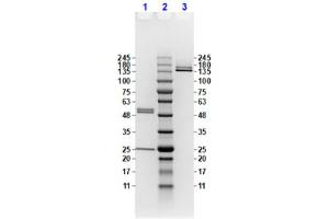 Coomassie stained SDS-PAGE results using Anti-Feimin pT112 (Mouse) Monoclonal Antibody (clone ​​20B12. (Feimin (pThr112) anticorps)