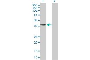 Western Blot analysis of APOBEC3G expression in transfected 293T cell line by APOBEC3G MaxPab polyclonal antibody.