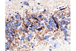 Immunohistochemical staining on a rat brain section for Syntaxin 6. (Syntaxin 6 anticorps  (AA 6-136))