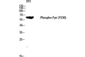 Western Blot (WB) analysis of 3T3 lysis using Phospho-Fyn (Y530) antibody. (FYN anticorps  (pTyr530))