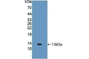 Detection of Recombinant FNDC5, Human using Polyclonal Antibody to Fibronectin Type III Domain Containing Protein 5 (FNDC5)