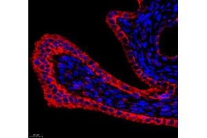 Immunofluorescence of paraffin embedded rat uterus using Annexin-A4 (ABIN7073066) at dilution of 1: 1800 (400x lens)
