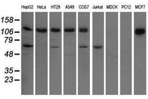 Image no. 2 for anti-Insulin-Like Growth Factor 2 mRNA Binding Protein 2 (IGF2BP2) antibody (ABIN1498824) (IGF2BP2 anticorps)