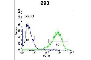 Flow cytometric analysis of 293 cells (right histogram) compared to a negative control cell (left histogram). (ITPKB anticorps  (N-Term))
