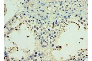 Immunohistochemistry of paraffin-embedded human testis tissue using ABIN7161904 at dilution of 1:100