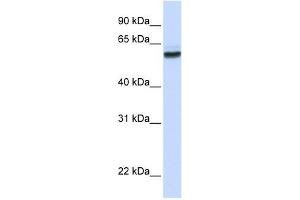 NUP62 antibody used at 1 ug/ml to detect target protein. (NUP62 anticorps  (N-Term))