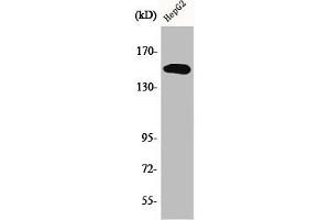 Western Blot analysis of HepG2 cells using Phospho-PLC γ2 (Y753) Polyclonal Antibody (Phospholipase C gamma 2 anticorps  (pTyr753))