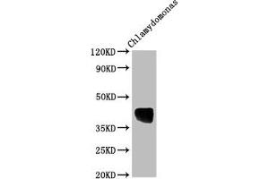 Western Blot Positive WB detected in: Chlamydomonas tissue All lanes: AOX1 antibody at 1:2000 Secondary Goat polyclonal to rabbit IgG at 1/50000 dilution Predicted band size: 39 kDa Observed band size: 39 kDa (AOX1 anticorps  (AA 202-217))