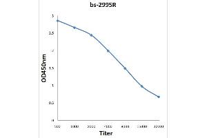 anti-Msk1/2 (AA 49-94) antibody