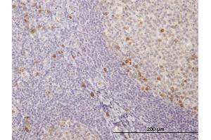 Immunoperoxidase of purified MaxPab antibody to IGKC on formalin-fixed paraffin-embedded human tonsil. (IGKC anticorps  (AA 1-234))