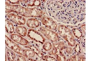 Immunohistochemistry of paraffin-embedded human kidney tissue using ABIN7160596 at dilution of 1:100