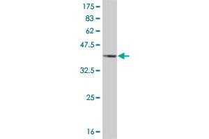 Western Blot detection against Immunogen (36.