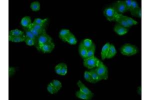 Immunofluorescence staining of HepG2 cells with ABIN7169218 at 1:200, counter-stained with DAPI.
