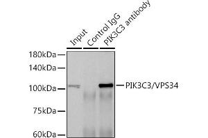 Immunoprecipitation analysis of 600 μg extracts of Rat brain cells using 3 μg PIK3C3/VPS34 antibody (ABIN7269328).