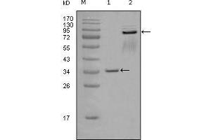 Western blot analysis using EphA7 mouse mAb against truncated GST-EphA7 recombinant protein (1) and truncated EphA7 (aa25-556)-hIgGFc transfected CHOK1 cell lysate (2). (EPH Receptor A7 anticorps  (AA 27-210))