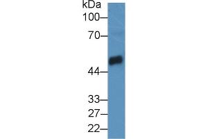 Western blot analysis of Mouse Pancreas lysate, using Rat CPB1 Antibody (2 µg/ml) and HRP-conjugated Goat Anti-Rabbit antibody (